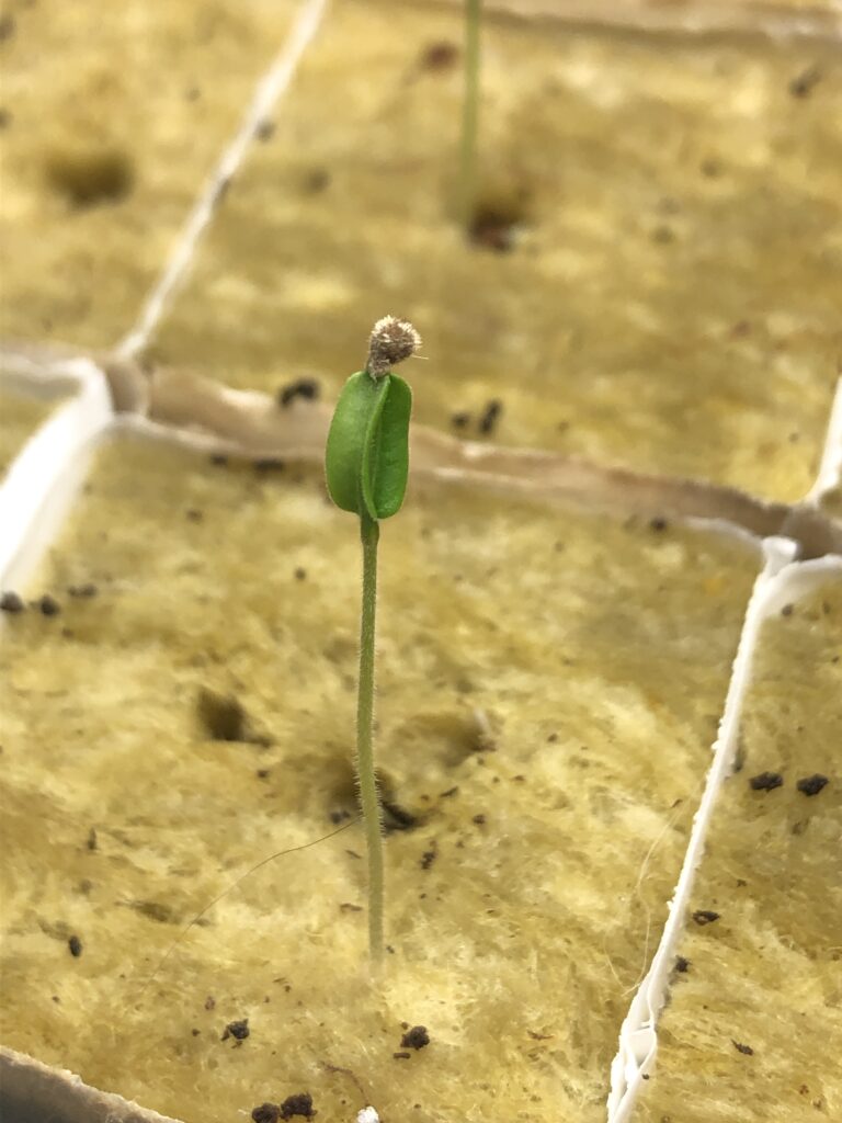 Tomato sprouting in a rockwool cube
