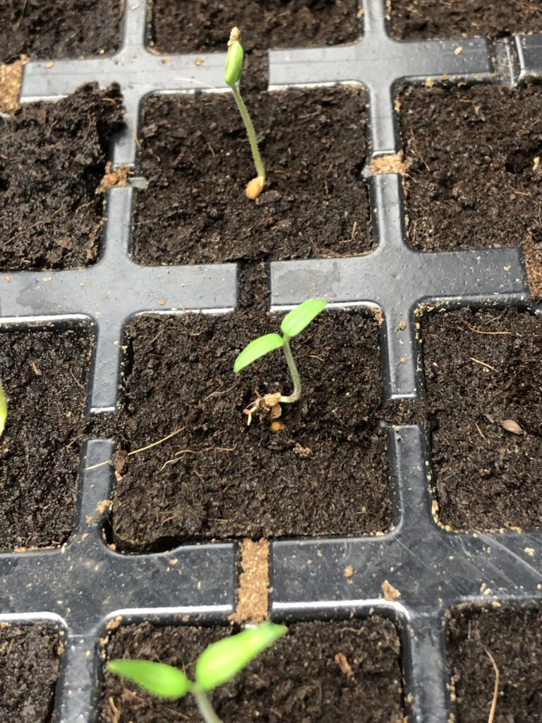 Tomatoes sprouting in Eazy Plugs

