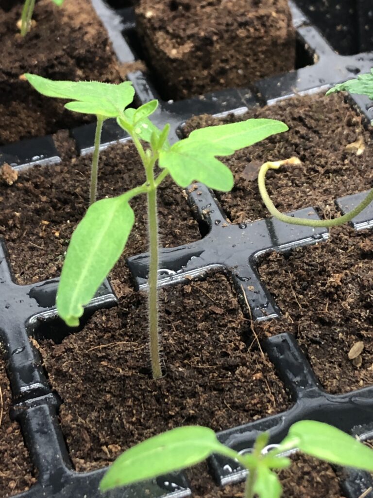 Tomato sprout in Eazy Plug