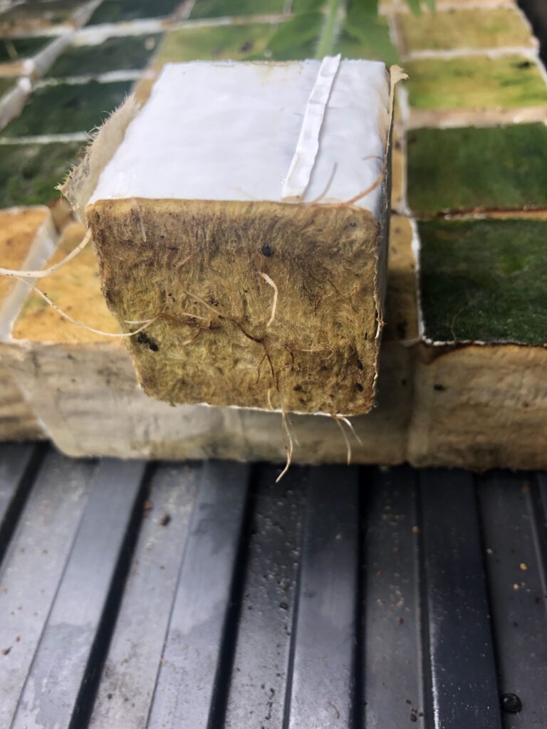 Tomato roots in rockwool
